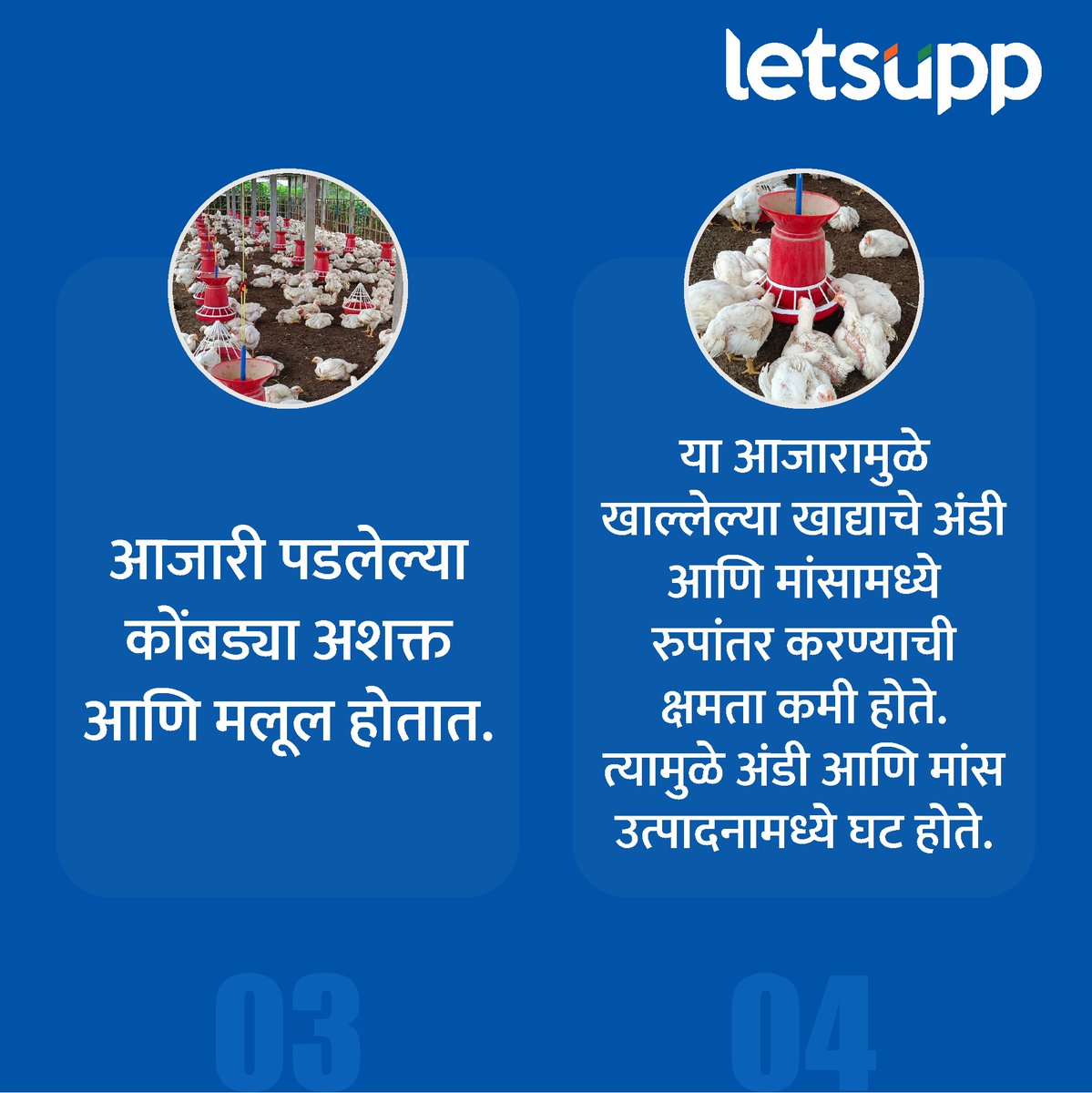 शेतकरी मित्रांनो, कोंबड्यांमधील अंतःपरजीवी आजारांची लक्षणे अशी ओळखा...
-
#Poultry #poultryfarm #parasiticdiseases #animal #animalfarm #informativepost #animallovers #shetkari #shetkariraja #shetkariputra #shetkaribrand #Brands #LetsUppMarathi #maharashtra