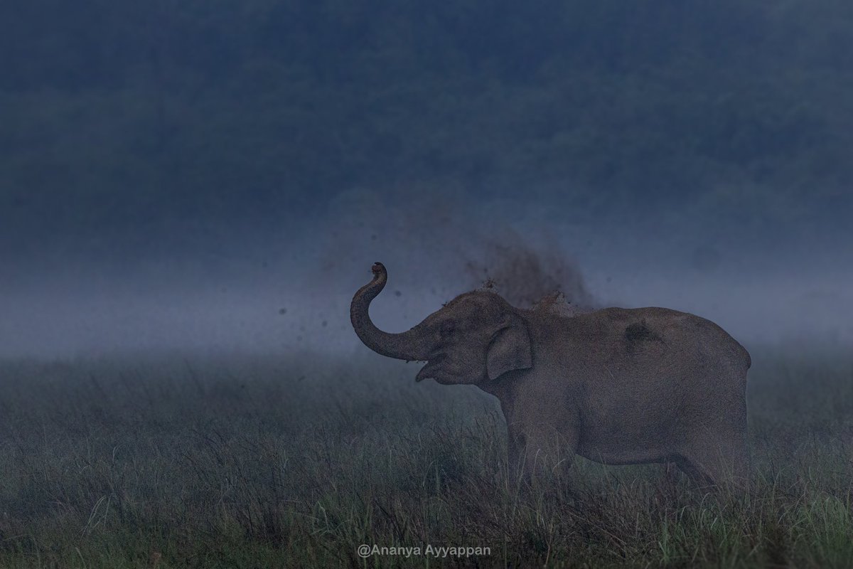 A pic by my daughter. Early morning ritual of the elephant to cool off and beat the day heat. #IndiAves #BBCWildlifePOTD #ThePhotoHour #natgeoindia #SonyAlpha