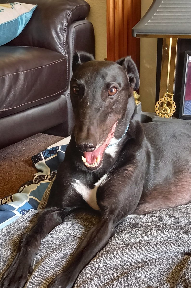 Saffy, Dave and 🌈Jack Greyhound 💖 tweet media