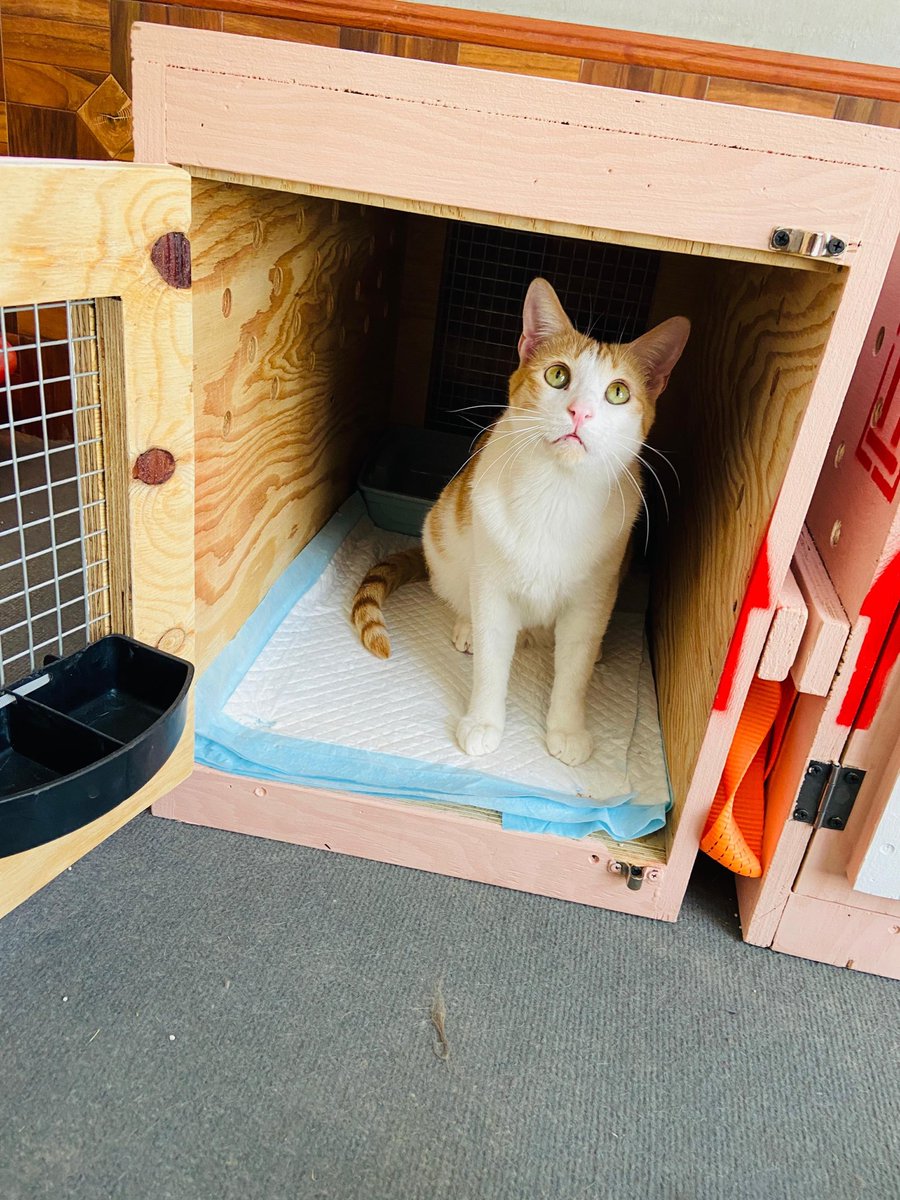 #matchme 
#facesofKSAR
#HumanChainForKSAR 

Operation All Paws🐾 Airlift fundraiser is a success! 

Now, it’s all hands on deck in Kabul and the final phases of preparation are underway.

Phase One ✅, according to Shiro “ I fit!”. 

bit.ly/KabulDonations