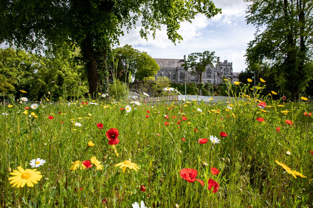 The Irish Plant Scientists' Association Meeting will take place on June 17th and 18th here <a href="/UCC/">UCC Ireland</a>. Registration is now open for what promises to be an exciting and interesting couple of days of #plantscience research.
ucc.ie/en/bees/news/2… (📸 <a href="/TomasTyner/">Tomás Tyner</a> )