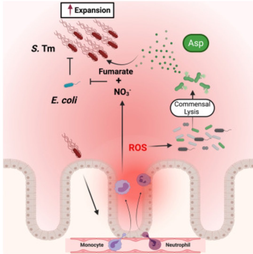 Mari_Byndloss's tweet image. Very excited to share our new story showing how Salmonella Typhimurium leverages host 🔥 to gain access to microbiota-derived amino acids and outcompete commensal E. coli during colitis. Great effort from co-first authors @WoongjaeY and @ShealyNic !  

cell.com/cell-host-micr…