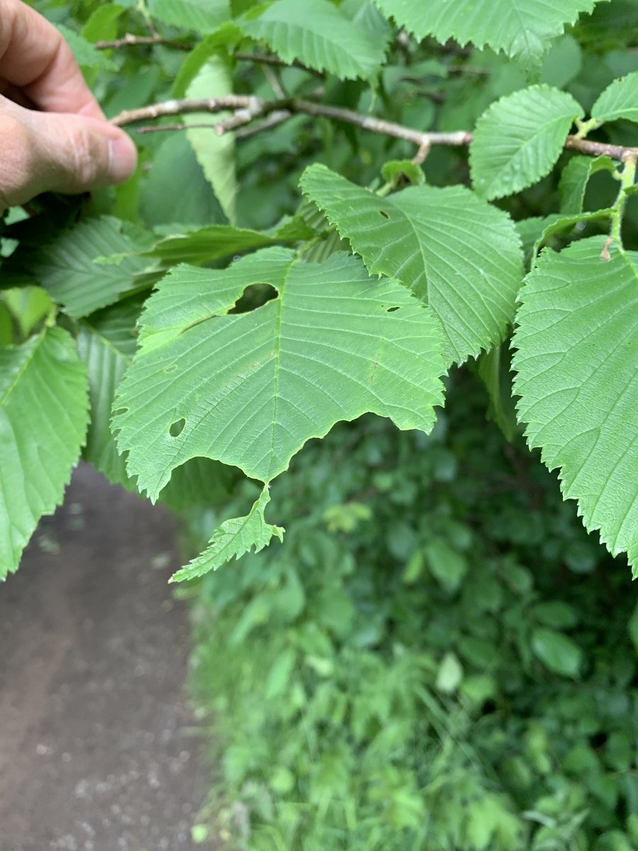 When you know, you know Feeding pattern WLHairstreak at Beamish New site for me