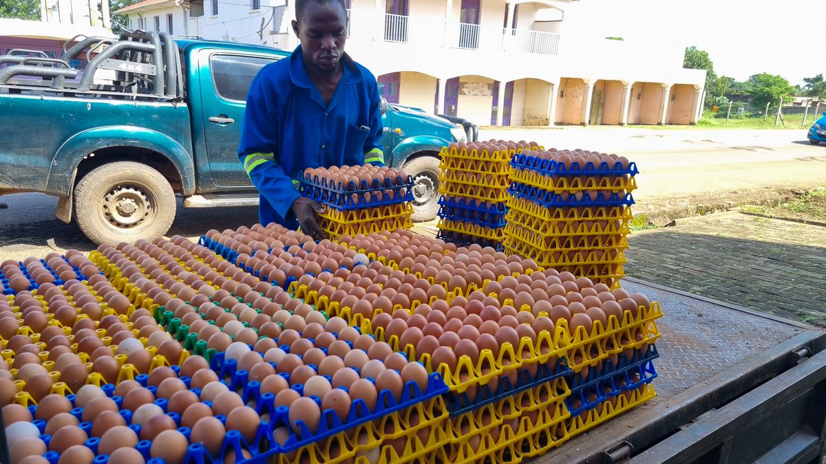 A Millionaire From Farming? I know a lot of people gave had heart breaks from Farming. I've had my fair share of pain in it too...but the rewards have been much greater. Perseverance with a bit of intelligence will take you quite far!