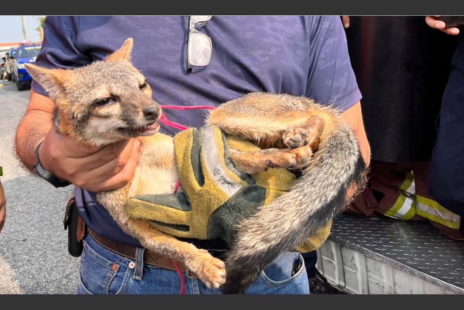 Rescatan a zorro gris atrapado en lobby de edificio de colonia El Carmen El animal se encuentra en evaluación para luego ser liberado 🌳🐾 #ProtecciónAnimal Descubre el video acá⬇️ bit.ly/3UWOOpw