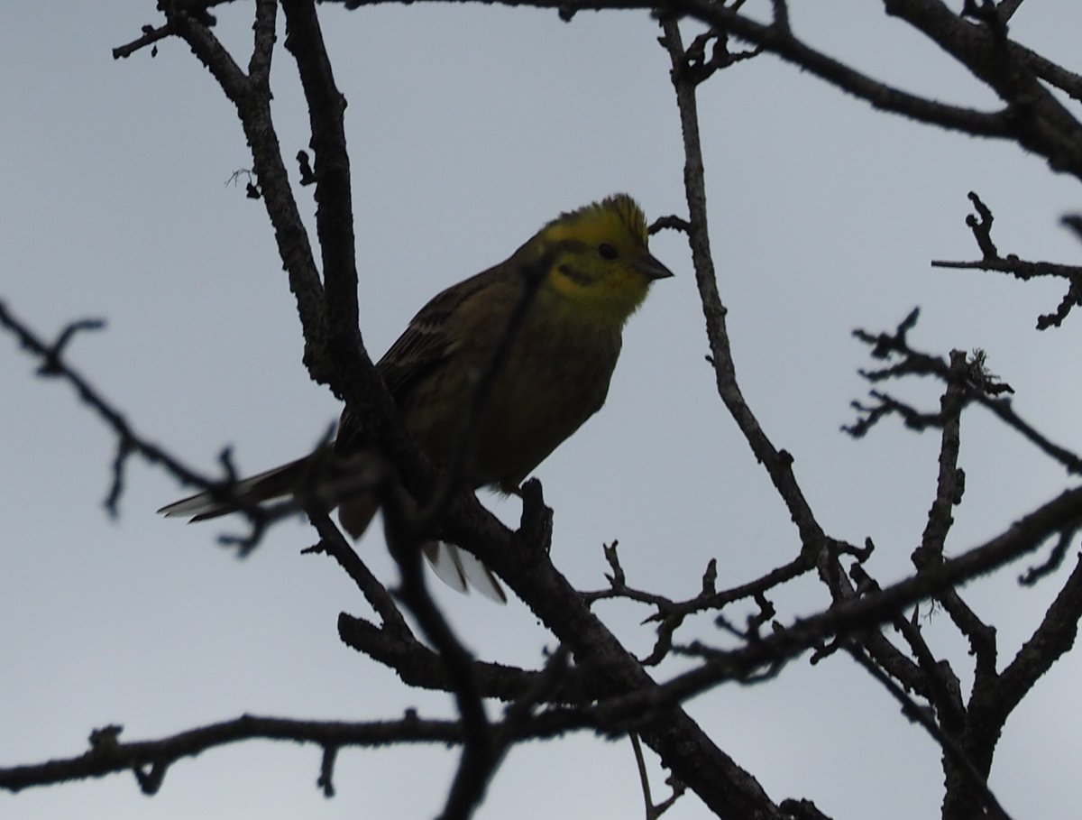 A few yellowhammers at Withington today, also of note a Tree pipit displaying , several Linnets , Red kite and 4 Mistle thrush @GlosBirds