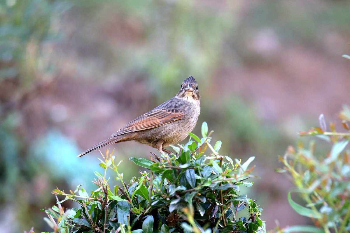 Crested Bunting Couple looking at each other....

Birds of Baramulla