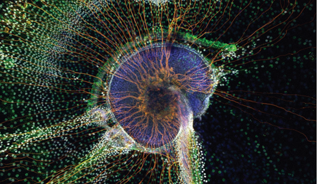NIH NIDCD (@nih_nidcd) on Twitter photo #SciArt for #NSLHM: A mouse cochlea (purple) grown in cell culture, and neurons (orange) that send information from the cochlea to the brain.
Credit: #NIDCDgrantee Dr. Taha A. Jan, and Dr. Mirko Scheibinger, <a href="/mblscience/">Marine Biological Laboratory (MBL)</a> #SciArt for #NSLHM: A mouse cochlea (purple) grown in cell culture, and neurons (orange) that send information from the cochlea to the brain.
Credit: #NIDCDgrantee Dr. Taha A. Jan, and Dr. Mirko Scheibinger, <a href="/mblscience/">Marine Biological Laboratory (MBL)</a>