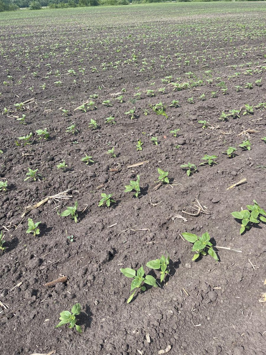 🌱 Sunflower, soybean and oats fields of Agricom Group in Chernihiv and Zhytomyr regions.
🏭 The company produces oats to process the grain into a variety of oat flakes and cereals at its plant in Chernihiv region.
#crop24