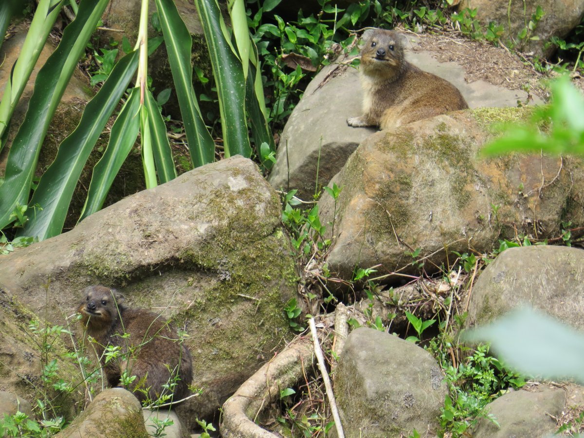 GlobalRewilding's tweet photo. Return of the Dassies: 5kg keystone species restores balance between predators, prey &amp; plants!

How does a small herbivor influence the most powerful eagle in Africa? Read how Ferncliffe Forest Wilding are restoring mistbelt forest
https://t.co/RWOAFSg3Us https://t.co/7rB7qlnPz2