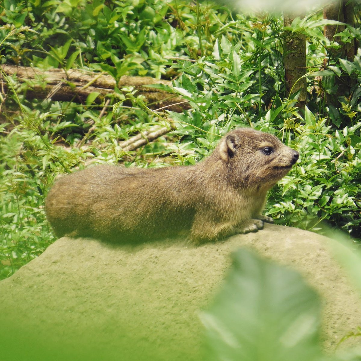 GlobalRewilding's tweet photo. Return of the Dassies: 5kg keystone species restores balance between predators, prey &amp; plants!

How does a small herbivor influence the most powerful eagle in Africa? Read how Ferncliffe Forest Wilding are restoring mistbelt forest
https://t.co/RWOAFSg3Us https://t.co/7rB7qlnPz2
