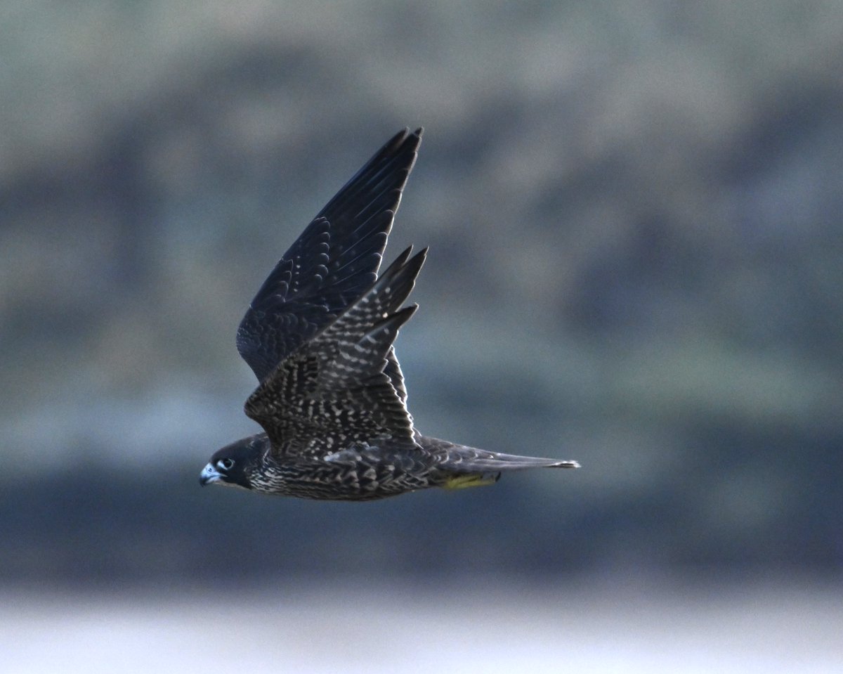 kelper60's tweet photo. While out this morning we came across a Peregrine Falcon attacking a Redbacked Hawk, cursed the lack of sunshine.. https://t.co/TScpJIoebC