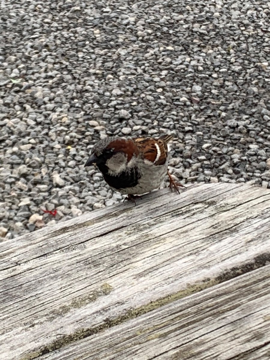 Made a new friend at Eddie’s Hot Dogs!