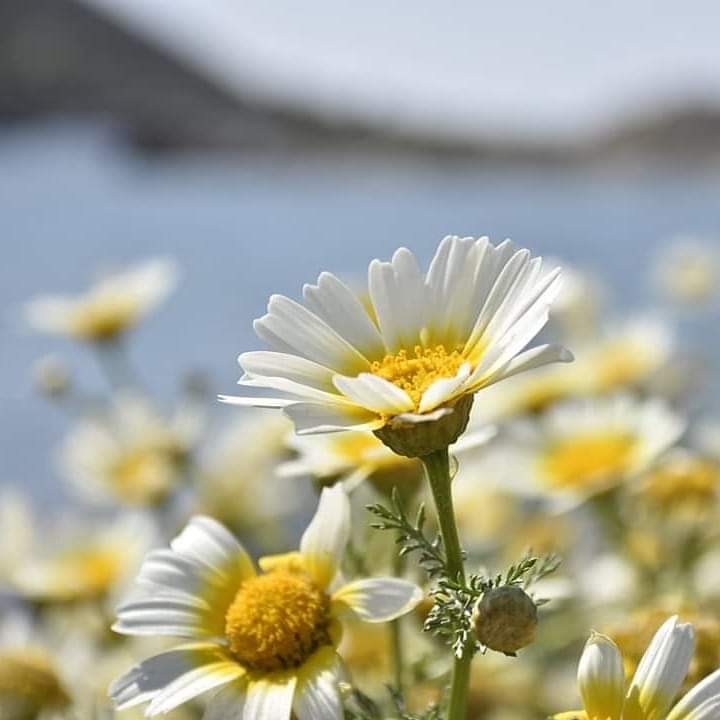 İnsana dair her çığlık 
De ki şiirdir biraz. . .

~💙 Hicri İzgören 🕊

Fotoğraf @halilgokdemir 

#datça #knidos #photo #photografy #anıyakala #doğa #vizör #love #travel #travelpho #nature #naturelphoto