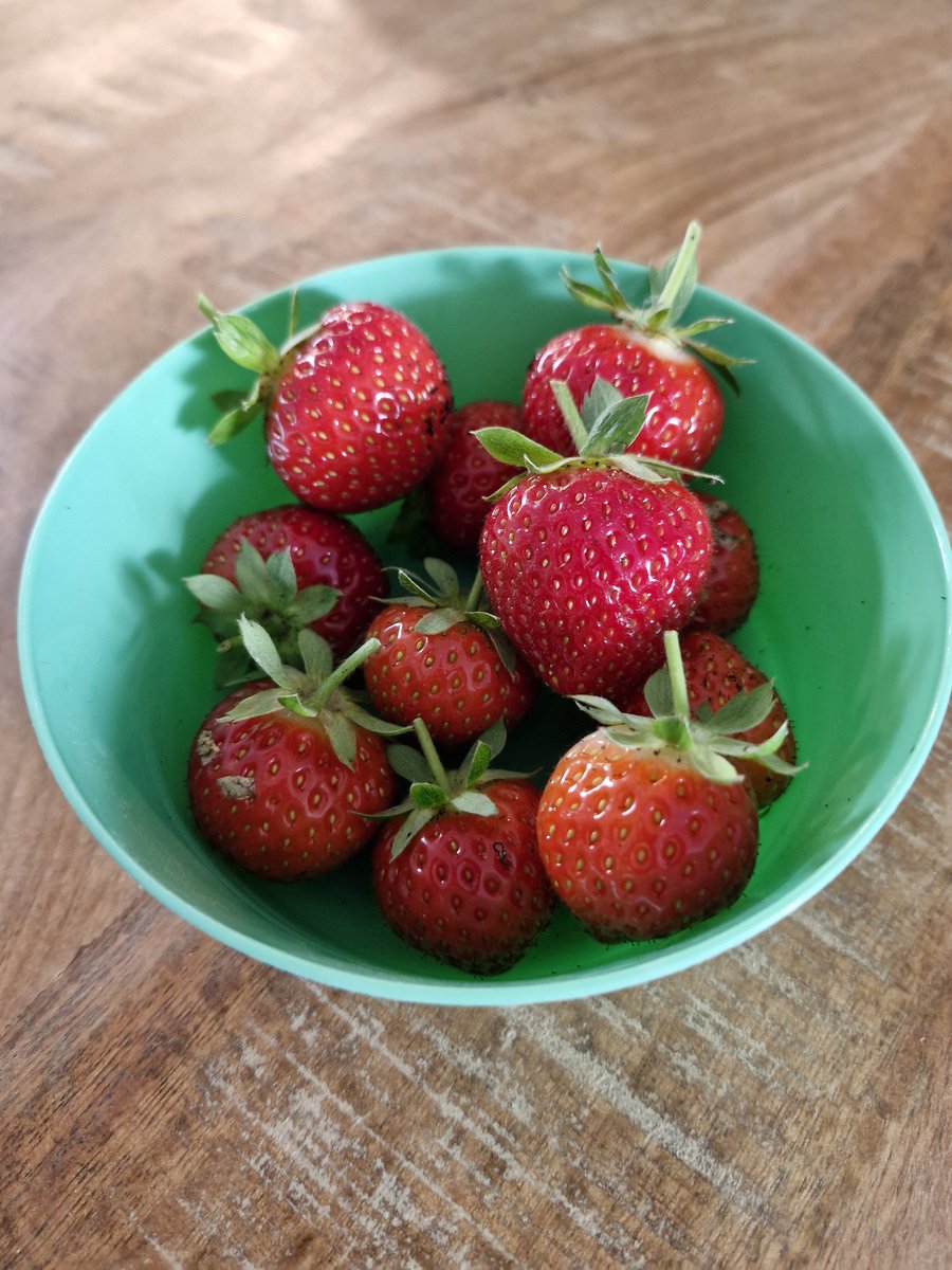 snoopysaskia's tweet photo. Yeah! 1ste oogst van dit jaar 🍓🍓
#uiteigentuin https://t.co/ueumpb8yPT