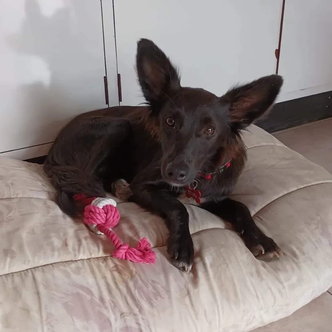 Trufa sigue perdida, hay un nuevo dato, fue vista por el club Malvin, atención si estás en la zona por favor 😔🙏🏻
Está con el collar. 
Si la ven por favor retener y avisar enseguida al
099289079
Les agradecemos compartir!