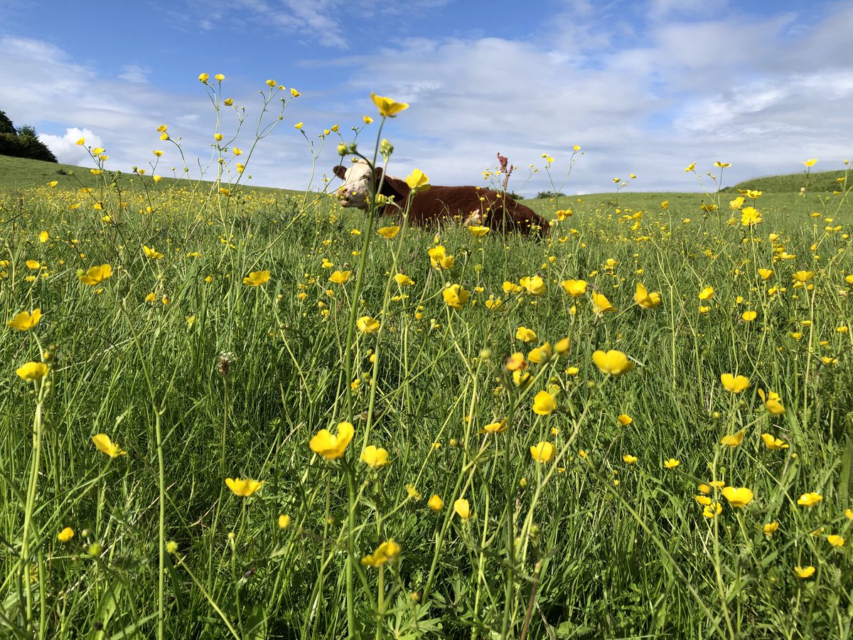 Bonzetta1's tweet photo. Somethingโs lurking in the buttercups at #WittenhamClumps https://t.co/gF7e6QTHcv