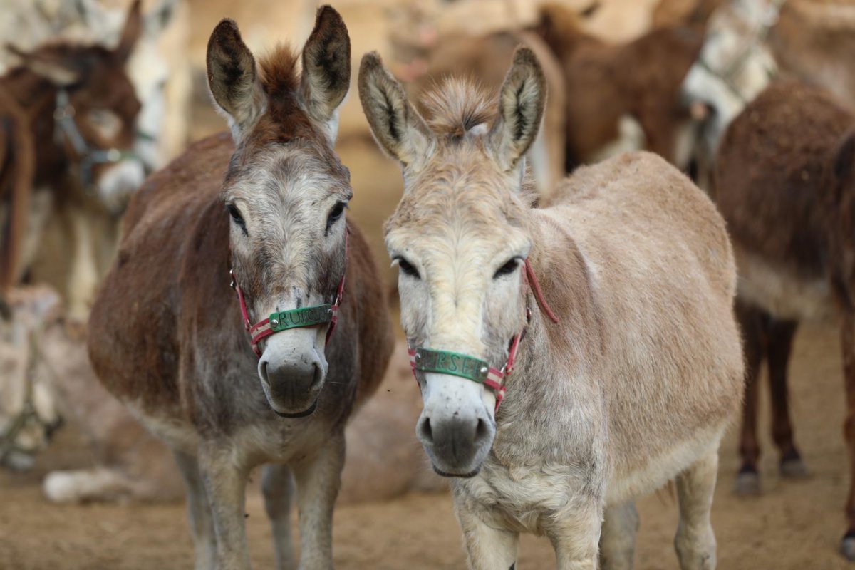 🥰A few of our residents spotted the camera at our sanctuary in Israel...... Hello from Jenga, James, Russell & Widdy 👋 #DonkeySanctuary #DonkeyLove #DonkeyCharity