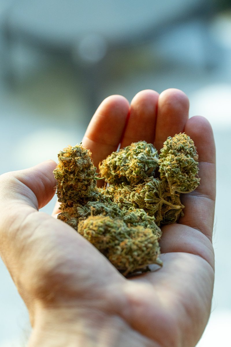 bsfseeds tweet media