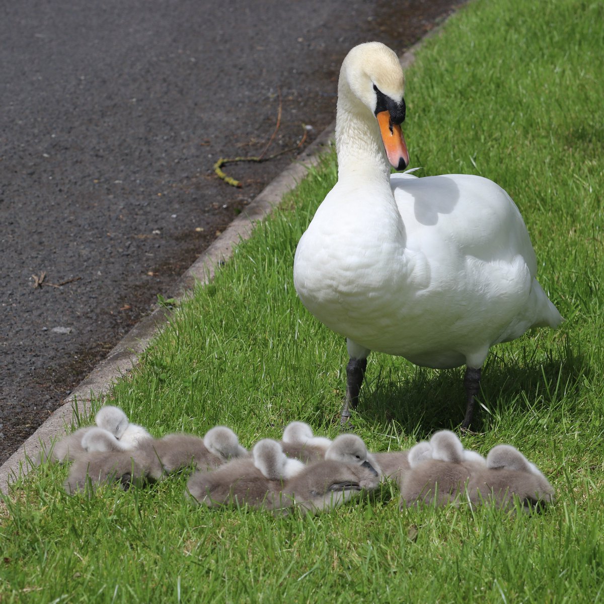 TTNewbridge's tweet photo. Spotted Mute Swan CDIS & partner (metal ringed but no Darvic ring) at #LHDParklands #Lakeside in #Newbridge today.
A total of 9 Cygnets present - hatched over the weekend we understand.
@GrahamProle
@IMRingingGroup
Mute Swan
Cygnus olor
Eala bhalbh
#NoBreadPlease https://t.co/WI2lIEegCw