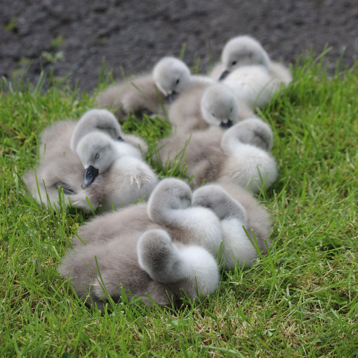 TTNewbridge's tweet photo. Spotted Mute Swan CDIS & partner (metal ringed but no Darvic ring) at #LHDParklands #Lakeside in #Newbridge today.
A total of 9 Cygnets present - hatched over the weekend we understand.
@GrahamProle
@IMRingingGroup
Mute Swan
Cygnus olor
Eala bhalbh
#NoBreadPlease https://t.co/WI2lIEegCw