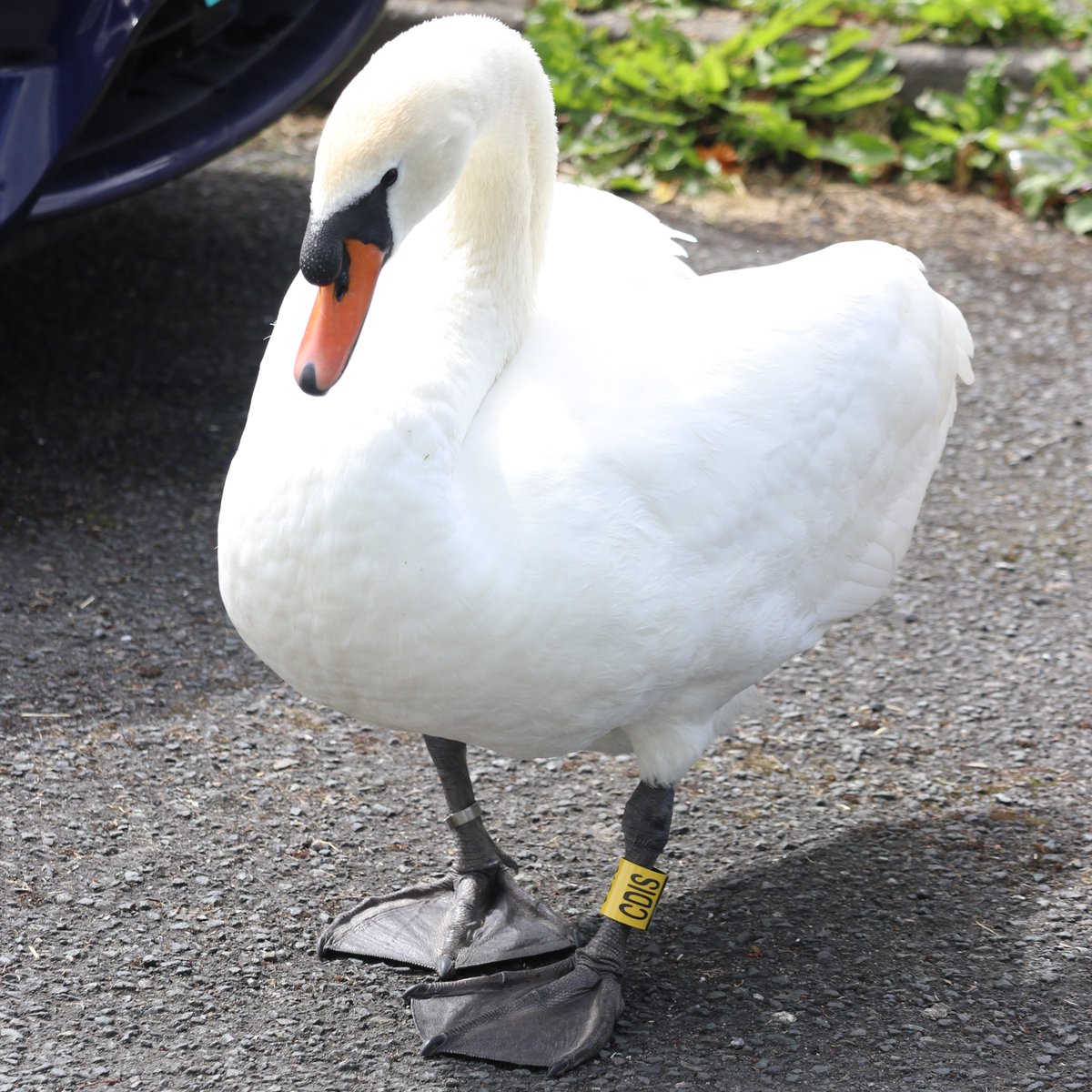 TTNewbridge's tweet photo. Spotted Mute Swan CDIS & partner (metal ringed but no Darvic ring) at #LHDParklands #Lakeside in #Newbridge today.
A total of 9 Cygnets present - hatched over the weekend we understand.
@GrahamProle
@IMRingingGroup
Mute Swan
Cygnus olor
Eala bhalbh
#NoBreadPlease https://t.co/WI2lIEegCw