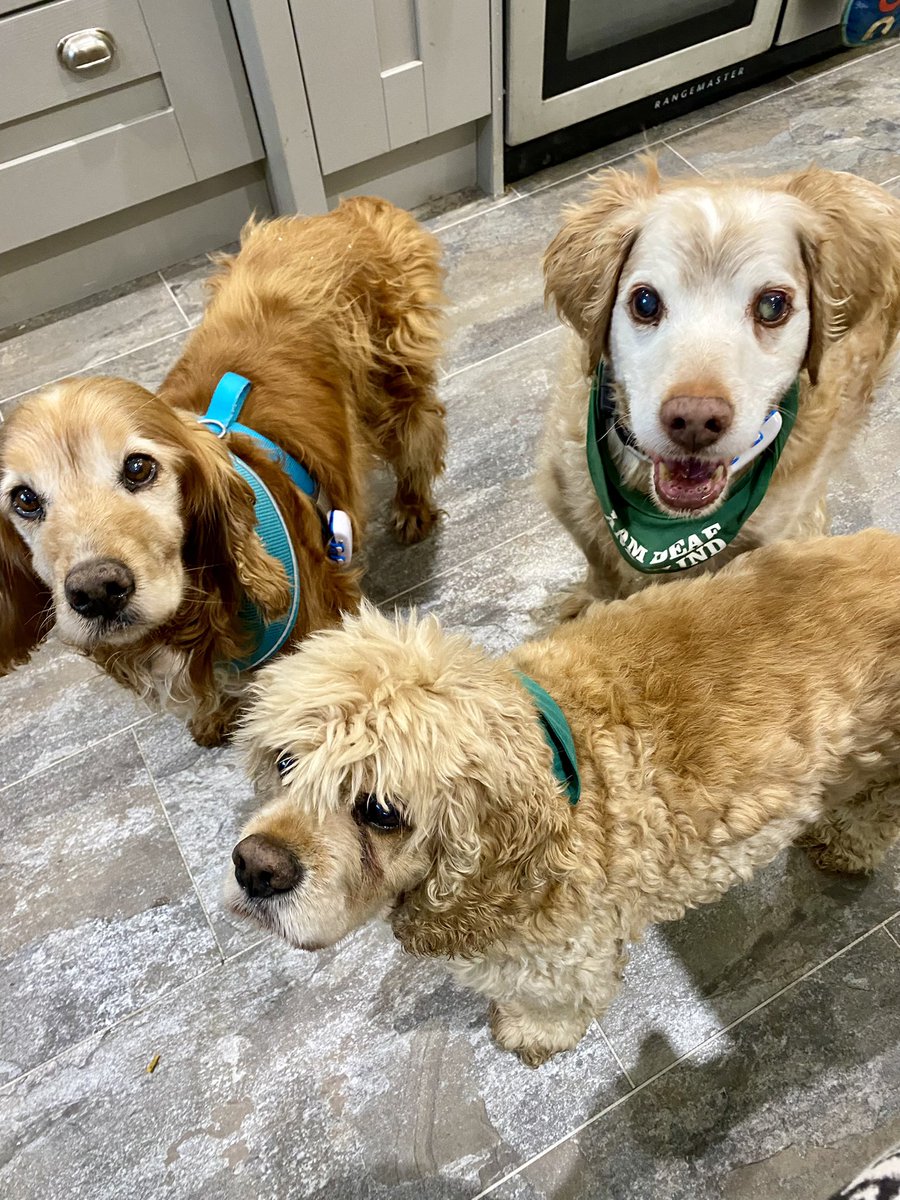 SpanielsSuper's tweet photo. @ECBohill @tb285 We’re ready to leave #WaitingAtTheDoor
But dad decided to cut the grass 🥺💔
#HowCouldHe
We’re so excited to introduce Bat to the #BirthdayBoy
#TeaAtHuSisHouse
#Exciting
#HurryUpDad https://t.co/TPWTVjMHRk