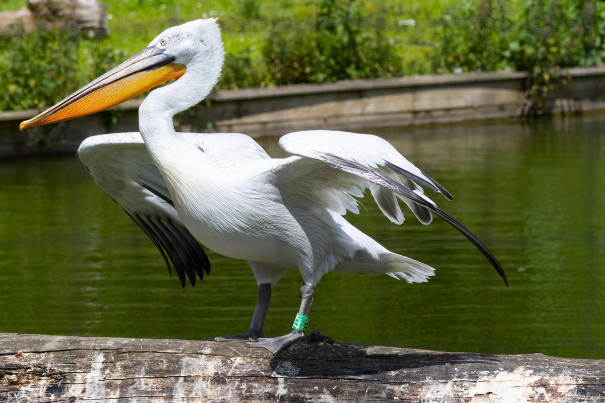 vidlife2019's tweet photo. #wwt #birdphotography #arundel #birdsoftwitter https://t.co/f9nlgcKLzr