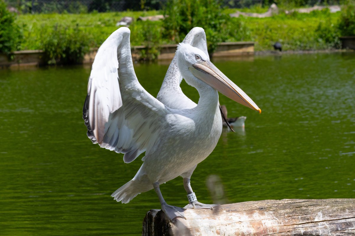 vidlife2019's tweet photo. #wwt #birdphotography #arundel #birdsoftwitter https://t.co/f9nlgcKLzr