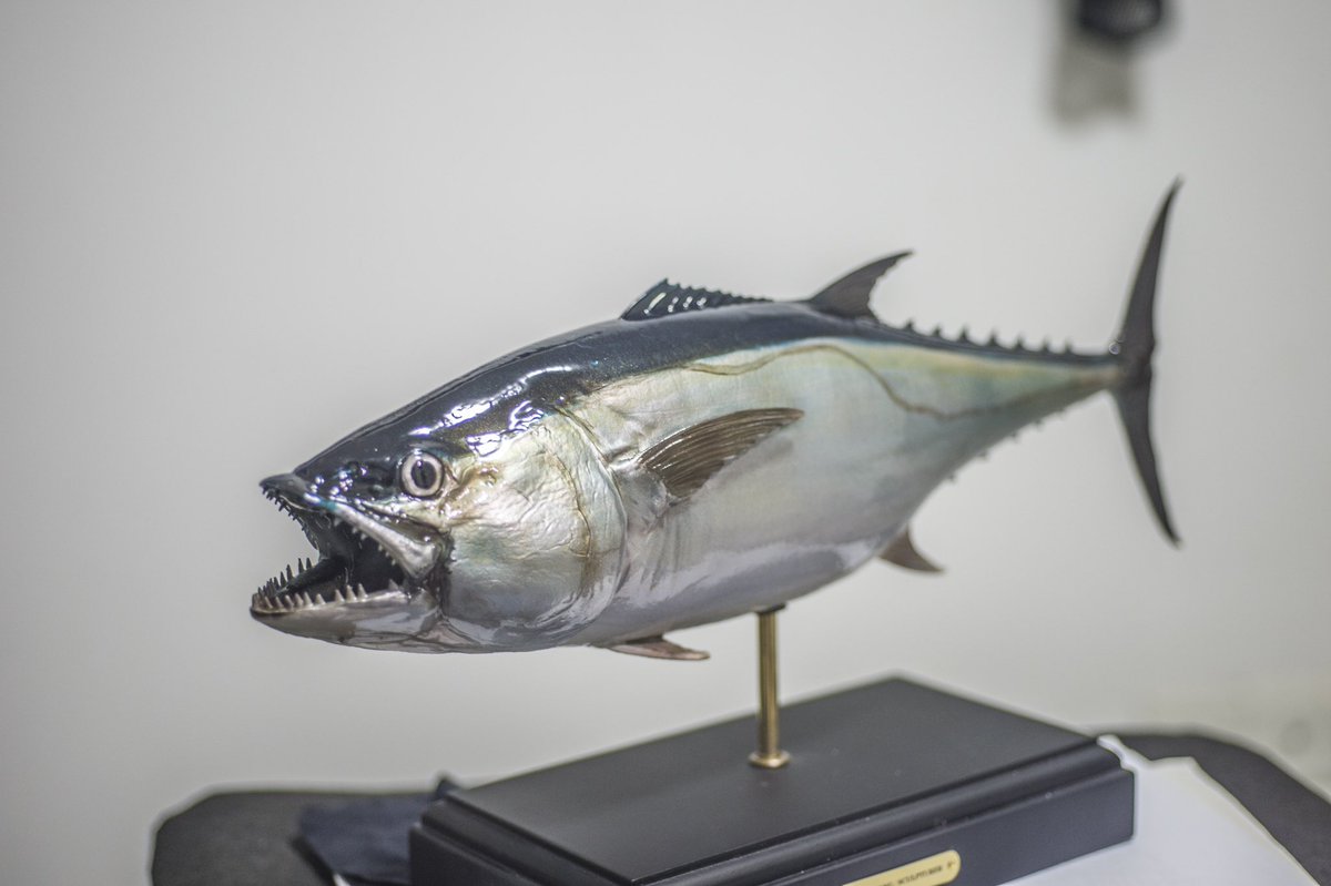Youqiang_fish's tweet photo. #็ฌ้ฝฟ้ๆช้ฑผ #ใคใฝใใฐใญ
#DogtoothTuna๏ผGymnosarda unicolor๏ผSIZE๏ผ400mm https://t.co/nqY60f1v4A