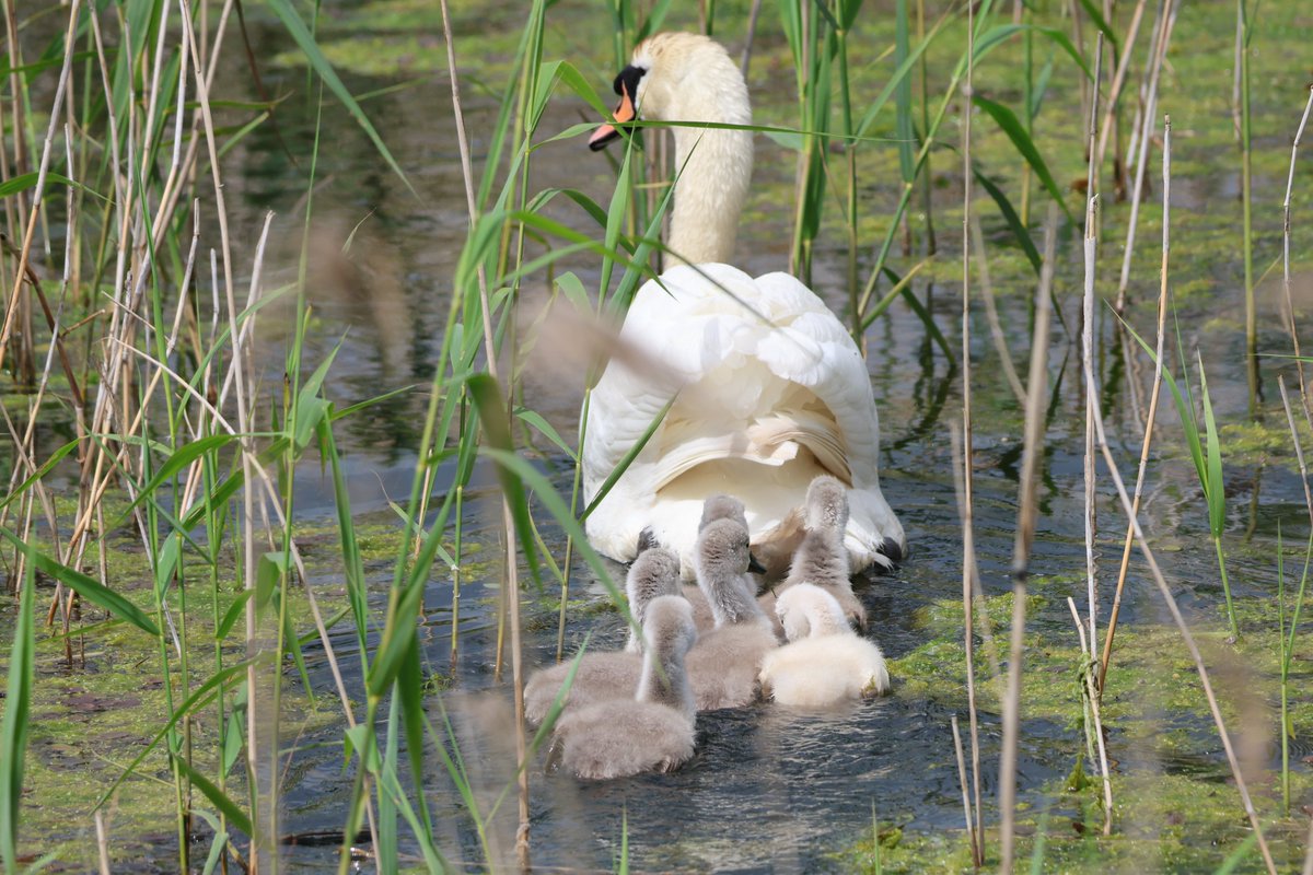 A Polish cygnet amongst the juvenile swans, we saw the pink feet as it came out of the water
#northnorfolk #birdwatching #birdphotography #swans #cygnets