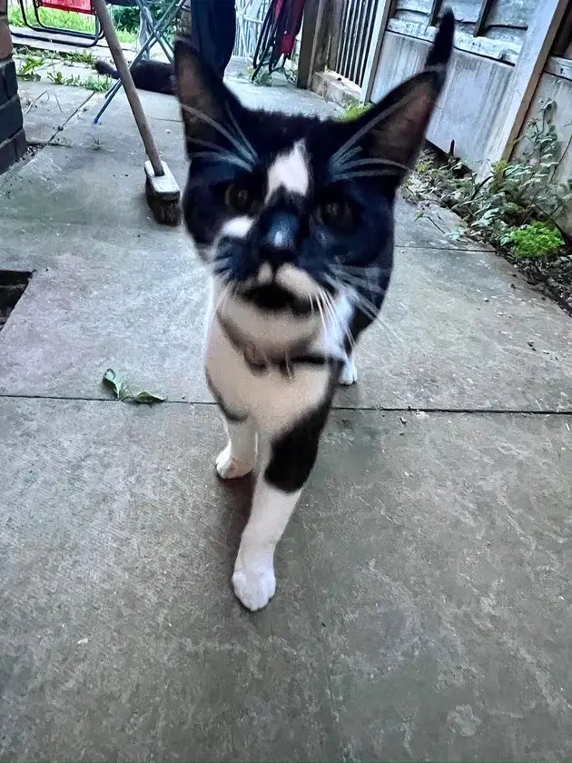 FOUND CAT.

this cat has been in the Stanley Road area of Worcester for a while now. The cat is skittish with strangers.

No microchip was found and this cat has been posted on social media before to no avail.

If you know anything, please contact us using the details in our bio!
