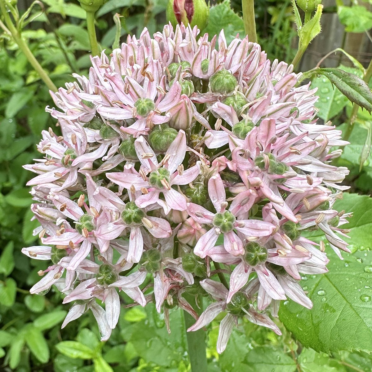 All the pink stars 🌟 Allium Pink Jewel 🩷💎🌸#Flowers #Gardening #FlowerHunting