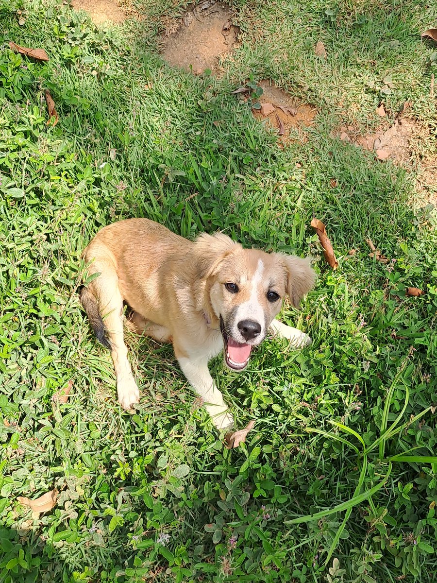 _Eu_Raiane's tweet photo. Apresento a vocês, Gamora Madalena. 
Não acreditem na cara de Santa, essa cachorra é endemoninhada. https://t.co/3yZqLLXtYv