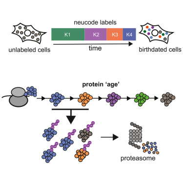 PastelBio's tweet photo. Proteome birthdating reveals age-selectivity of protein ubiquitination https://t.co/c3n1uCDYny

---
#proteomics #prot-paper https://t.co/IQ1SLsUy4B