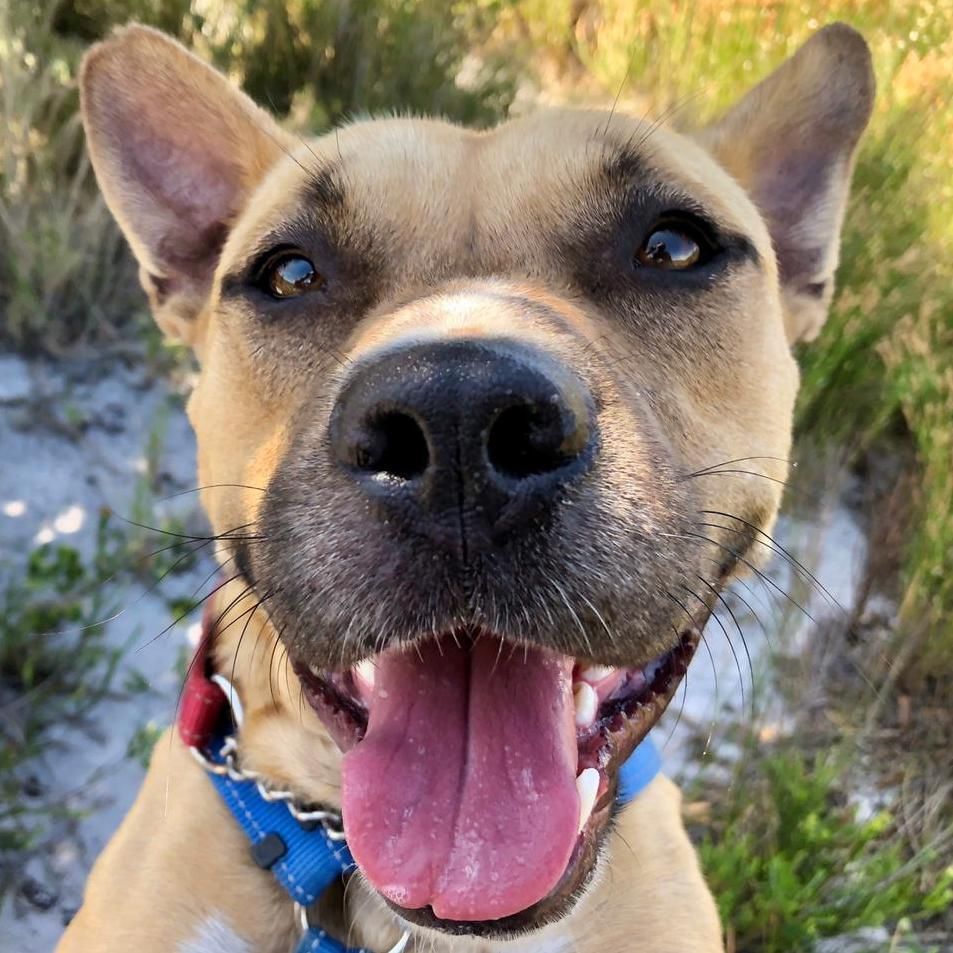 TEARS Animal Rescue tweet media