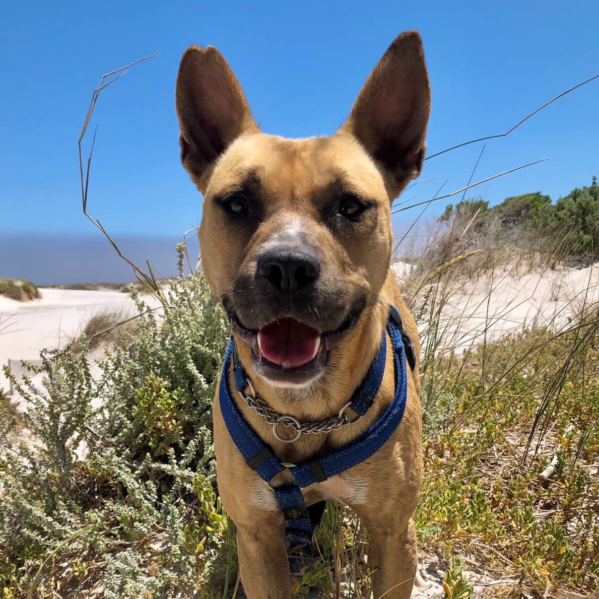 Meet Angelo, a resilient and courageous soul who has overcome adversity and been waiting for over 900 days to embark on the next chapter in his life.

Adopt Angelo: tears.org.za/dogs/?mgi_21=7…