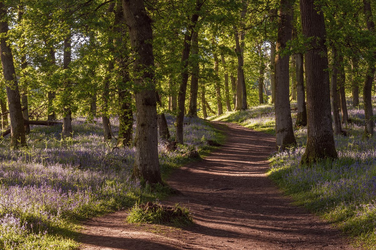 Bluebells in the ancient oakwood at Kinclaven #fsprintmonday