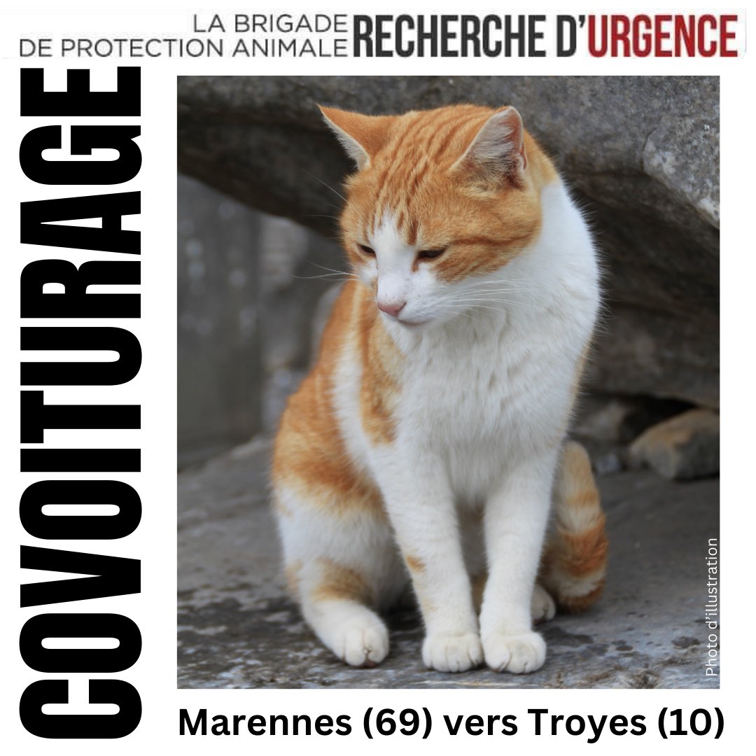 🆘 #RECHERCHE #COVOITURAGE 🆘 
🏁 Marennes (69) > Troyes (10)

Abricot a trouvé une #famille d’accueil et quelques kilomètres sont à parcourir 🛣️ 

🏁 #Marennes (69) > #Troyes (10)
🚙 Environ 4h de #route
🐱 Abricot est un #chat posé. Il sera nécessaire de se munir d’une caisse