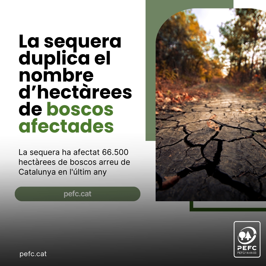 🌳 La sequera ha afectat 66.500 hectàrees de #boscos a Catalunya durant l'últim any, segons un estudi del @creaf_ecologia amb el suport dels @agentsrurals. Aquestes xifres són el doble que les del 2022, on van ser 33.000 hectàrees.  acortar.link/xFYPXM