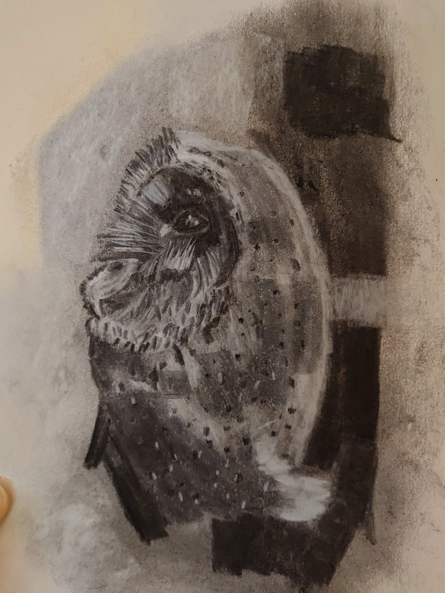 Barn Owl 🦉 
Charcoal drawing 

@WildDrawing ref pic 

#artist #drawing #owl #charcoal