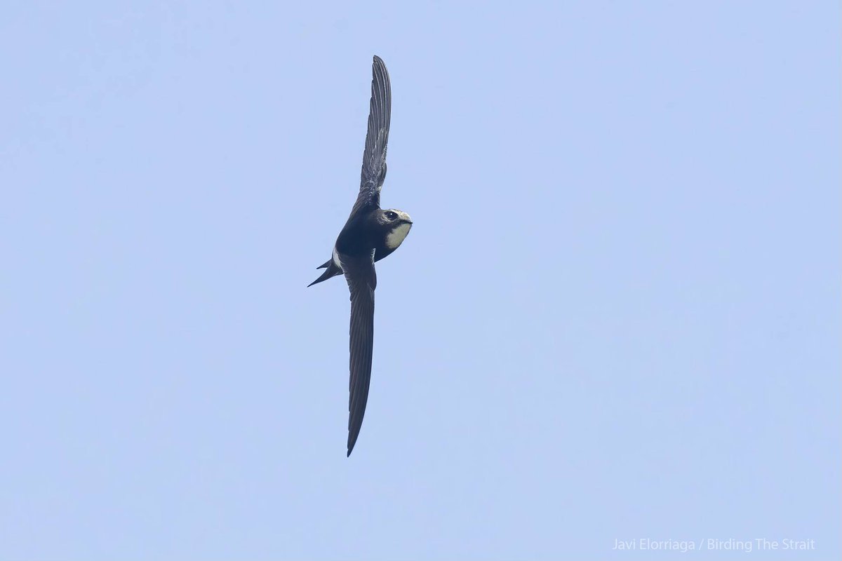 Birding The Strait tweet media