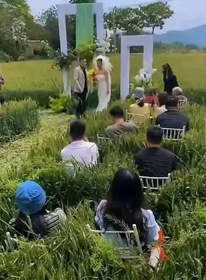 Goddie_Ke's tweet photo. Wedding in a wheat plantation https://t.co/vnTecol1wY