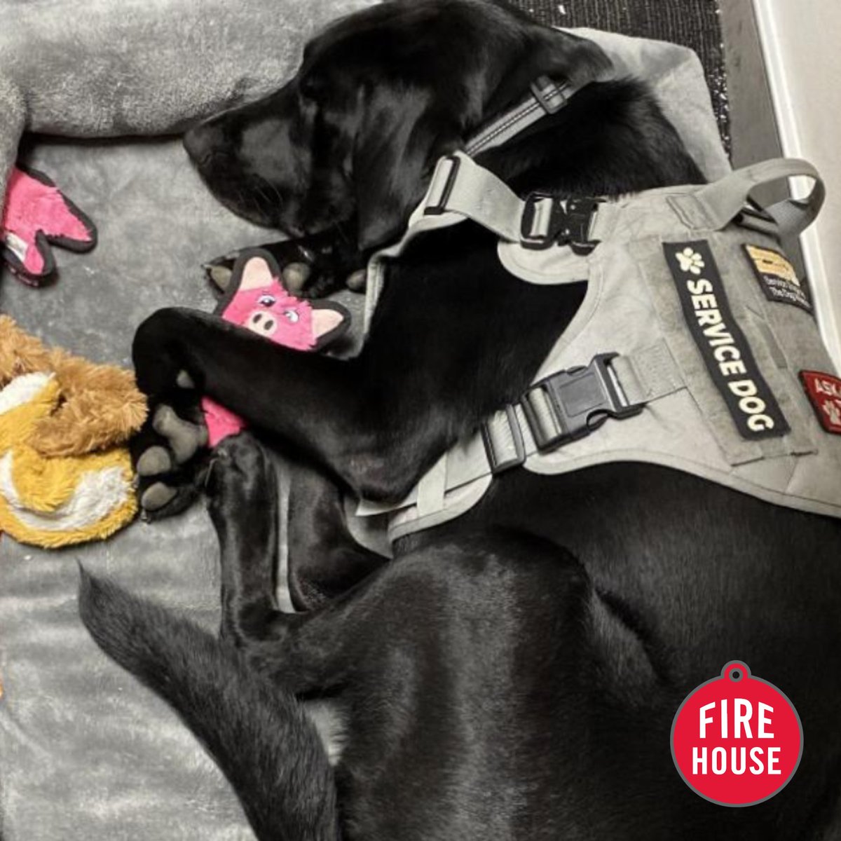 Firehouse Vet tweet media