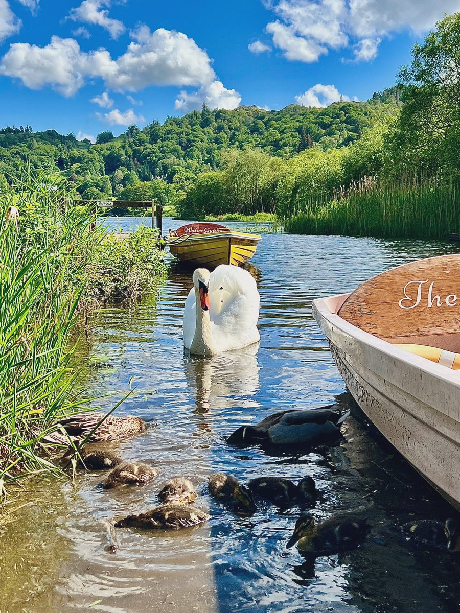 For once, @LouisHenrysson waits patiently for the ducklings to finish their dinner… #Faeryland #Grasmere #LakeDistrict #loveukweather #BankHolidayMonday @StormHour @ThePhotoHour