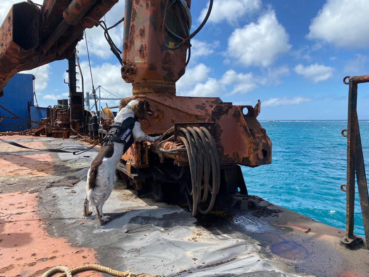 Customs K9 Jack on duty. We raised and trained Jack from pup to operational dog.  

#customs #customsk9 #coastguardk9 #borderforce #borderprotection #sifd #scentimprintfordogs #scentwork #scentworktraining #snifferdog #detectiondogs #ondermijning #speurhond #detectiehond #k9unit
