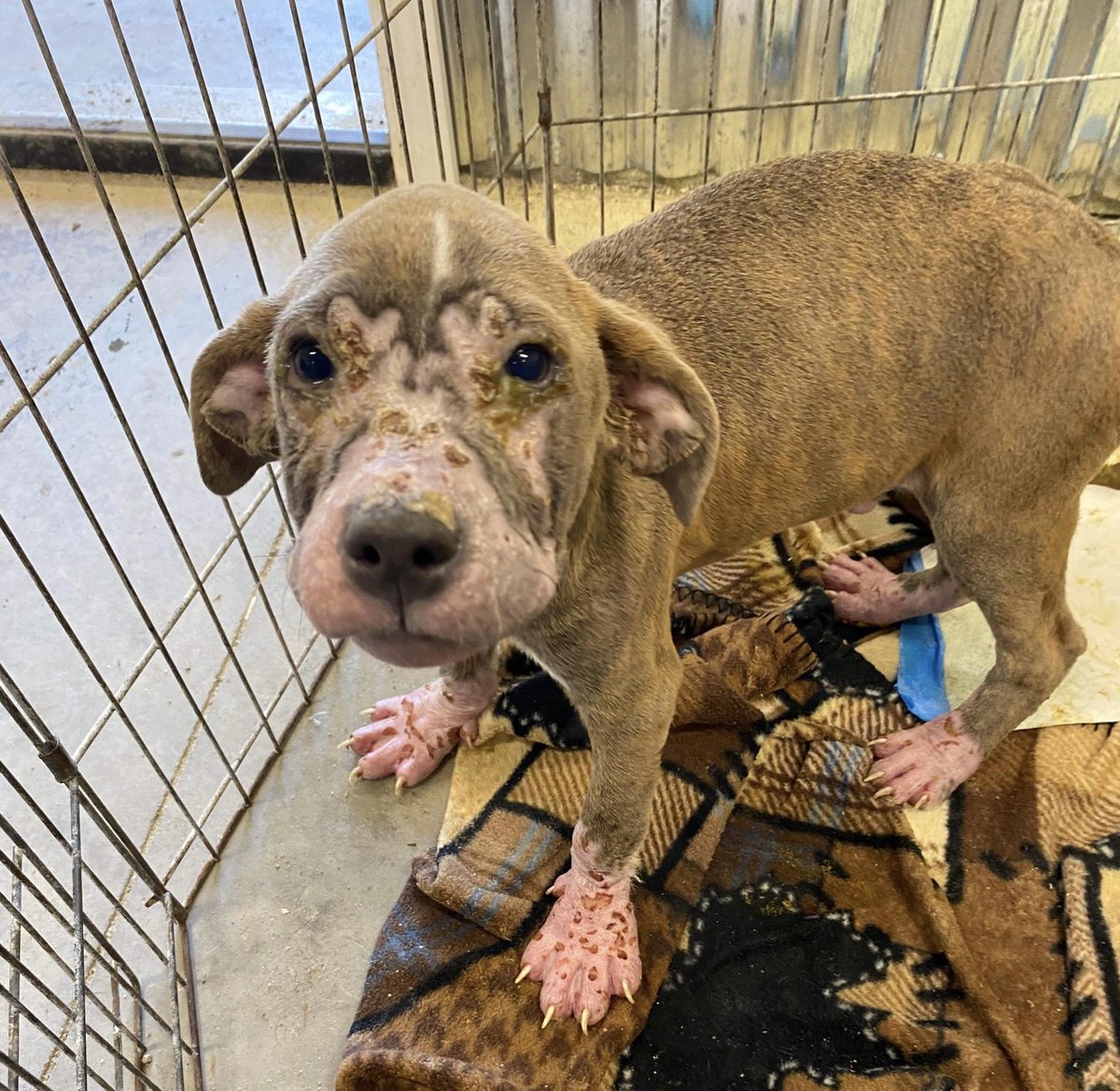 This little peanut will be looking for a forever home in a couple weeks once his vet care is done! Life didn’t start off great for Noah but we know better days are ahead! We transport nationwide to approved homes! rescuecoop.org/services