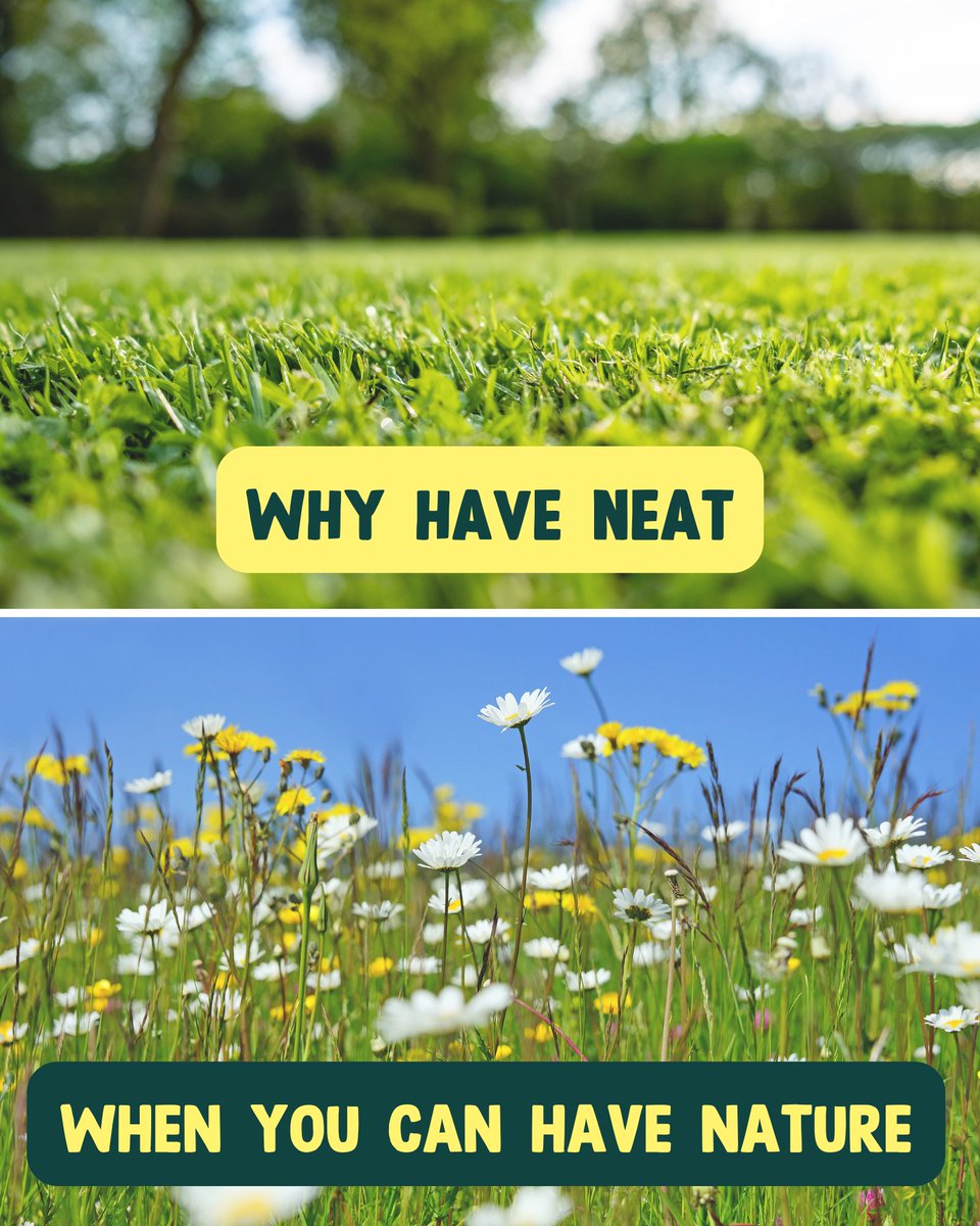WWTworldwide's tweet photo. Less neat, more nature 👇 #NoMowMay

@BBCSpringwatch #Springwatch https://t.co/EtSQMC41yw