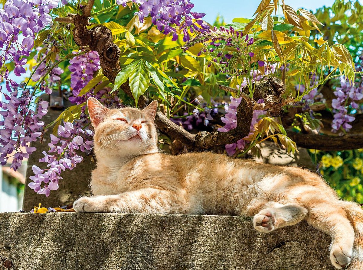 Enjoy the sunshine too. ☀️🐈 I allow everyone a health walk in the fresh air, even during working hours. This will also make your work pace and enthusiasm for work much better. You can believe me.