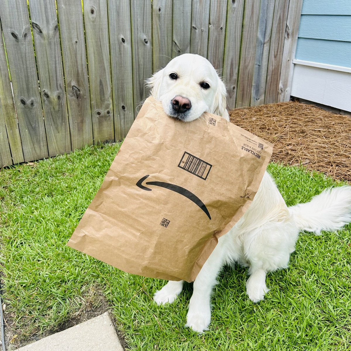 NancyBright's tweet image. Hey @amazon Sandy loves delivering packages. 📦 🐾